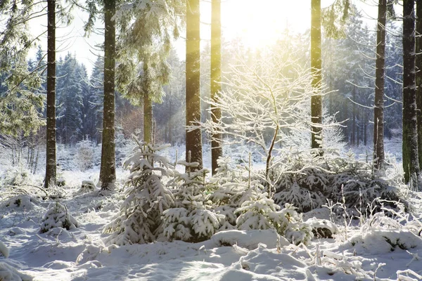 Puesta de sol en bosque de invierno. —  Fotos de Stock