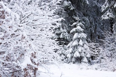 Karla kaplı köknar ağacı ile kış manzarası.