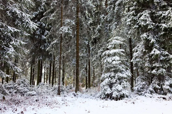 전나무로 덮인 눈덮인 겨울 풍경. — 스톡 사진