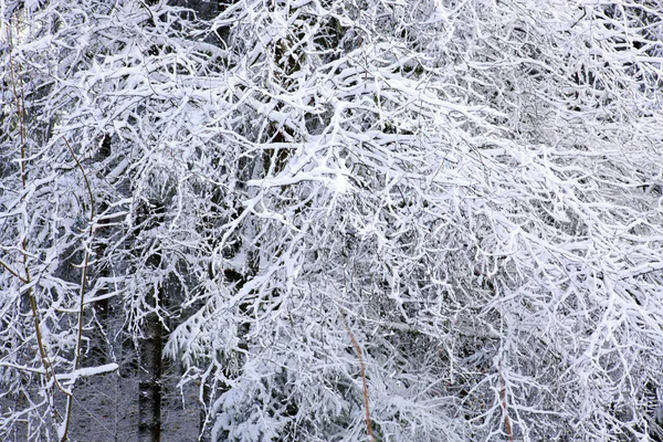 Branche d'arbre congelée en forêt hivernale. — Photo