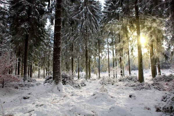 겨울 숲의 일몰. — 스톡 사진
