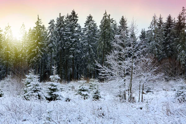 Sol de invierno a través de árboles . —  Fotos de Stock