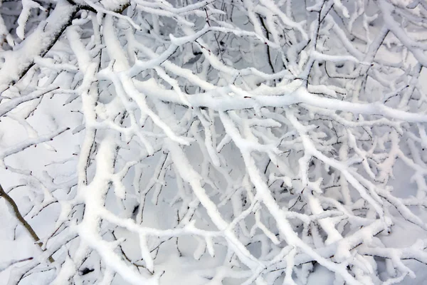 Branche d'arbre congelée en forêt hivernale. — Photo