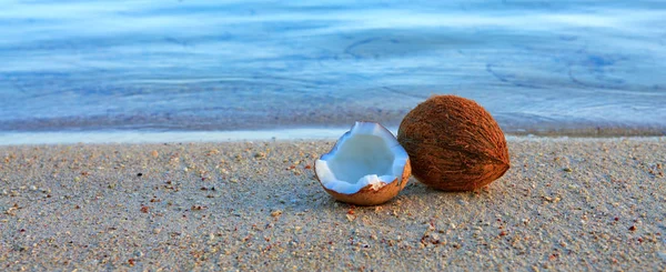 Noix de coco sur la plage des Caraïbes . — Photo
