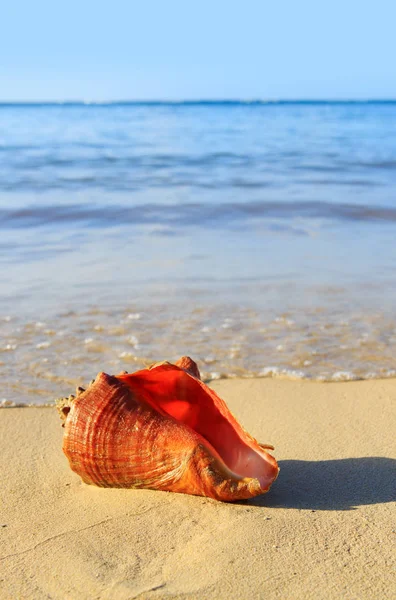 Sea shell on tropical beach. — Stock Photo, Image