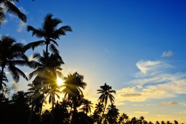 Hindistan cevizi palmiye ağaçları ile tropikal gün batımı.