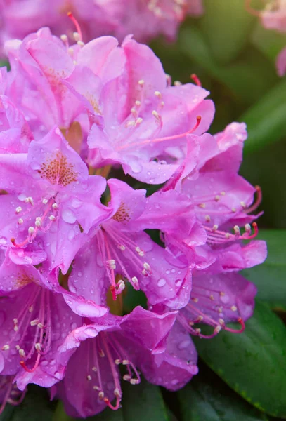 Krásný růžový rododendron . — Stock fotografie