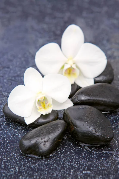 Two orchid flowers and stones. Spa background. — Stock Photo, Image