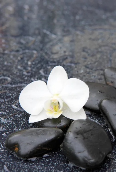 Singel vit orkidé och svarta stenar på nära håll. — Stockfoto