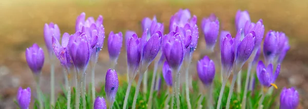 Пурпурные крокусы в весеннем саду. Весенний фон . — стоковое фото