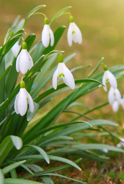 Schneeglöckchen im Frühlingsgarten. — Stockfoto