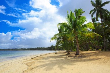 Palmiye ağaçlarının beyaz tropikal plaj.