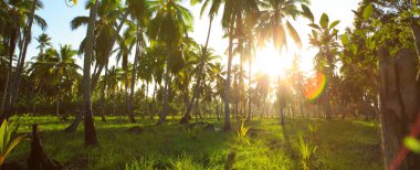 Palmiyeli güzel tropikal gün batımı .