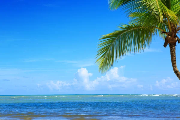 Beyaz tropikal plajda palmiye ağacı. Arka plan seyahat. — Stok fotoğraf