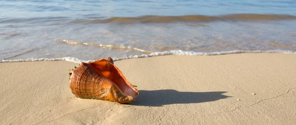 Coquille de mer sur la plage tropicale . — Photo