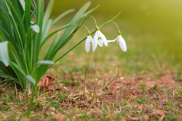 Schneeglöckchen Blumen und Sonnenschein. — Stockfoto