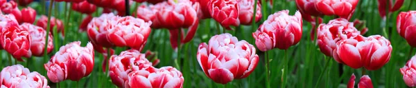 Fond tulipes roses . — Photo