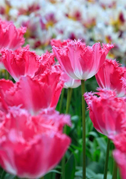 Рожевий білий фон тюльпанів . — стокове фото