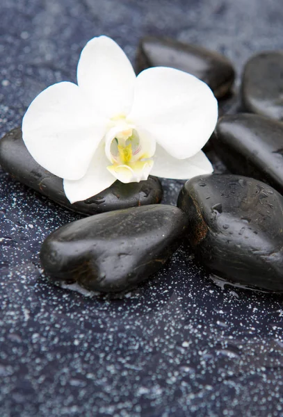 Flor Branca Orquídea Pedra Com Gotas Água Isoladas Fundo Preto — Fotografia de Stock