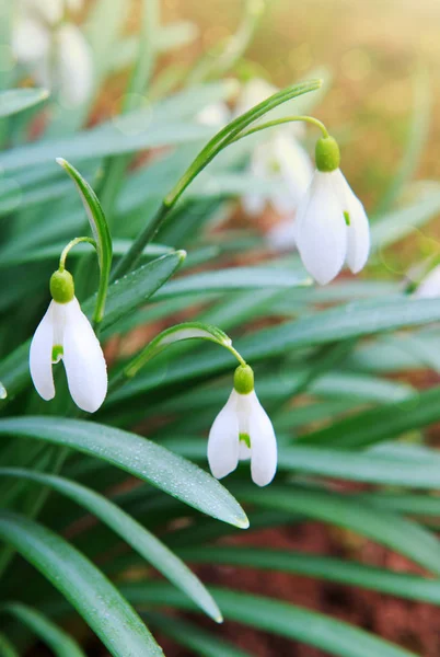 Schneeglöckchen im Frühlingsgarten. — Stockfoto