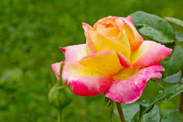 Yellow with pink edge noble rose. — Stock Photo, Image