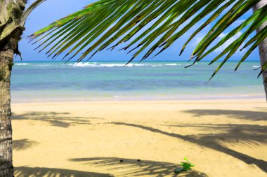 Karayipler 'de deniz ve palmiye yaprakları.