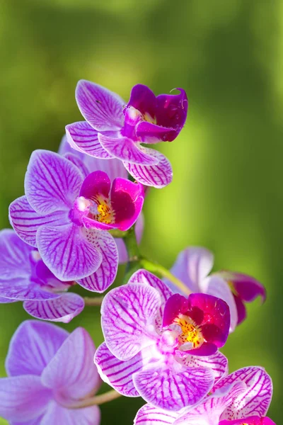 Flores de orquídea rosa isoladas . — Fotografia de Stock