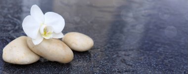 Tek orkide çiçek ve beyaz taşlar.