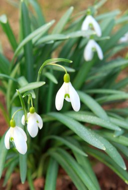 Kardelen çiçek bahar bahçe.