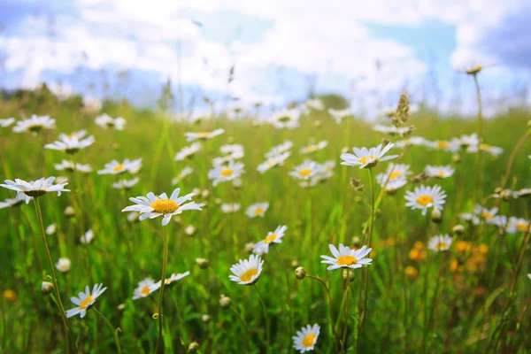 Daisy field in the sunny summer day. Royalty Free Stock Photos