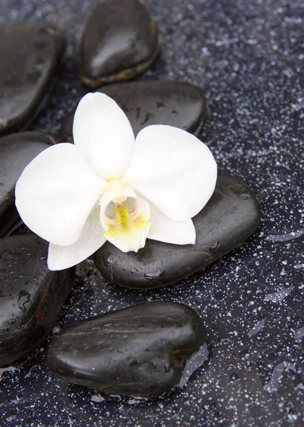 Orquídea blanca única y piedras negras de cerca . —  Fotos de Stock