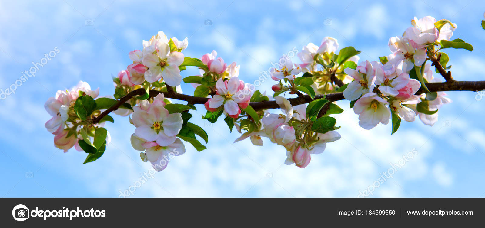 Apple Tree Branch Isolated On Blue Sky Background Stock Photo Image By C Swkunst Apple Tree Branch Isolated On Blue Sky Background Stock Photo Image By C Swkunst
