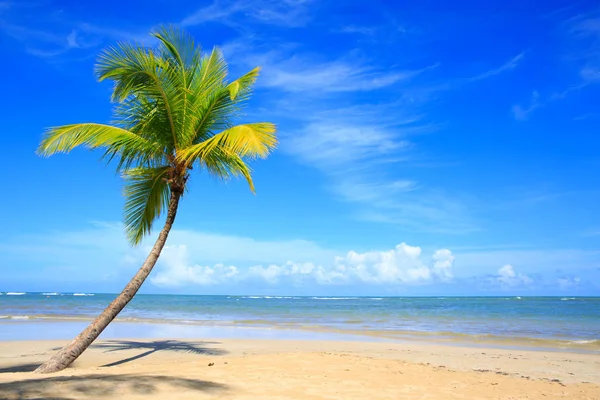 Palm tree on white tropical beach. Travel background. — Stock Photo, Image