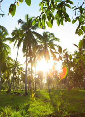 Palmiyeli güzel tropikal gün batımı .