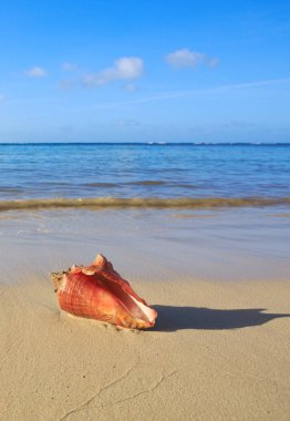 tropik sahilde deniz kabuğu.