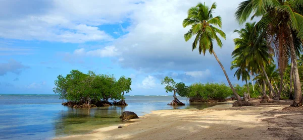カリブの海と緑のヤシの木. — ストック写真