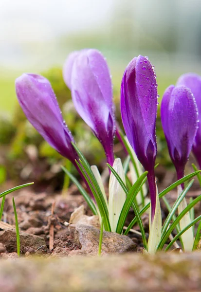 Purple crocuses in spring garden. — Stock Photo, Image
