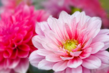 Bir pembe dahlia izole makro çekim .