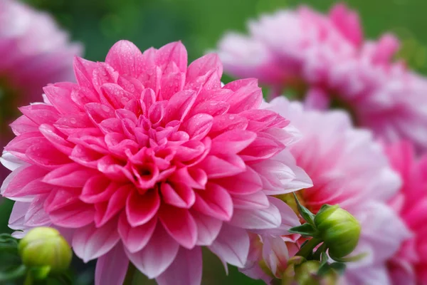 Macro shot d'un dahlia rose isolé  . — Photo