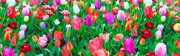 Tulipes colorées, fond de Pâques . — Photo