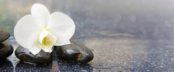 Orquídea branca única e pedras pretas fechar . — Fotografia de Stock