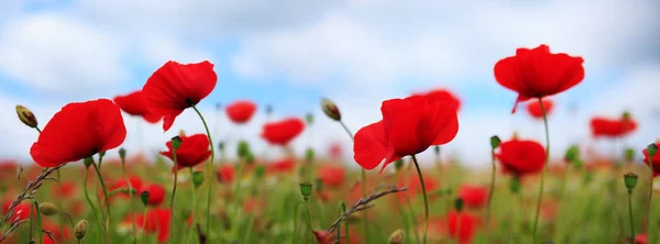 Poppies no fundo do céu . — Fotografia de Stock