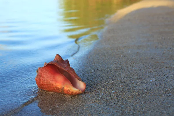 Sea shell on tropical beach. — Stock Photo, Image