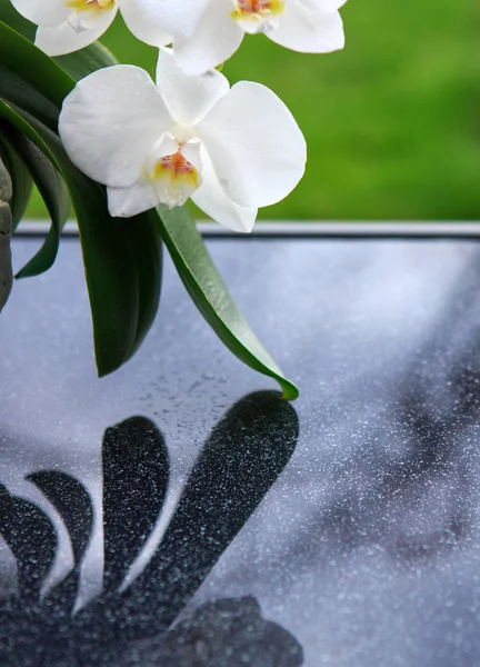 Flores brancas da orquídea isoladas . — Fotografia de Stock