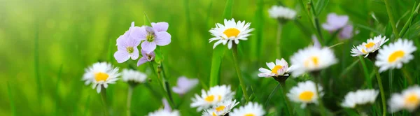 Våren blommor bakgrund. — Stockfoto