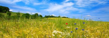 Çiçek çayır und bulutlar, yaz yatay.