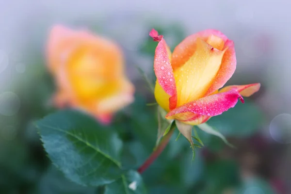 Jedna Róża kwitnący pomarańczowy. — Zdjęcie stockowe