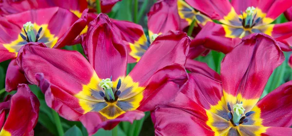 Piros tulipán háttér. — Stock Fotó
