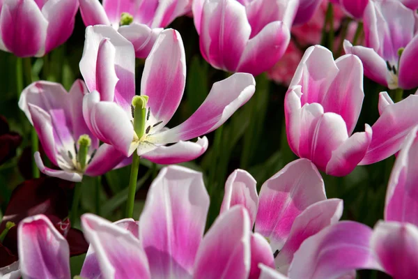 Rosa - weiße Tulpen Hintergrund. — Stockfoto