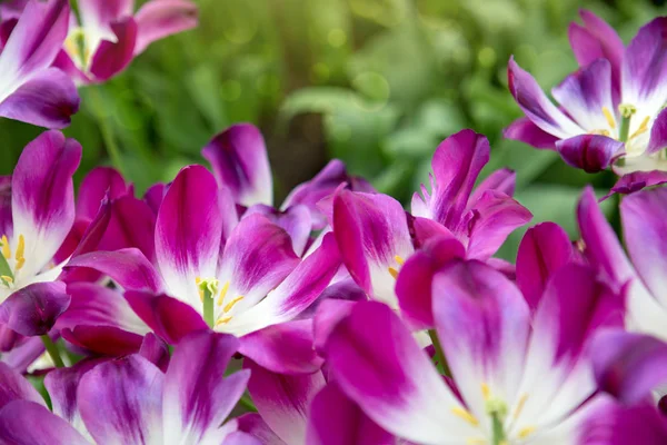 Fond de tulipes violettes. Fond de Pâques . — Photo